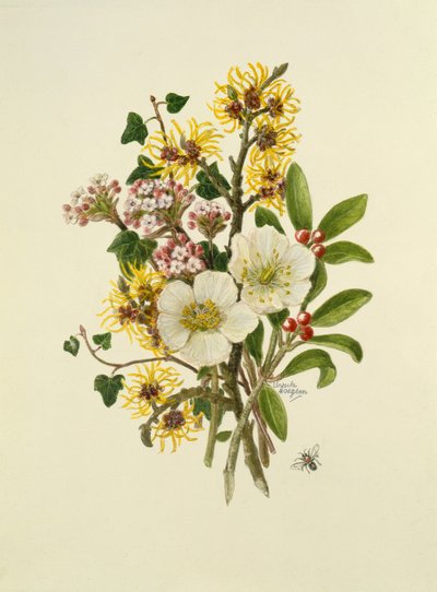 Skimia japonica, hamamelis, viburnum en helleborus door Ursula Hodgson